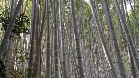 Doi Bamboo Forest