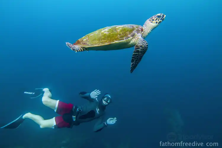 Hotels near Fathom Freedive Bali