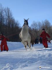 Les Lamas De La Vallee D'Or