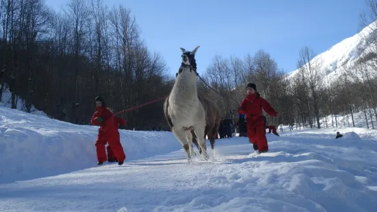 Les Lamas De La Vallee D'Or