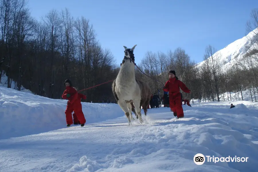 Les Lamas De La Vallee D'Or