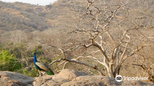 India Wildlife Safari