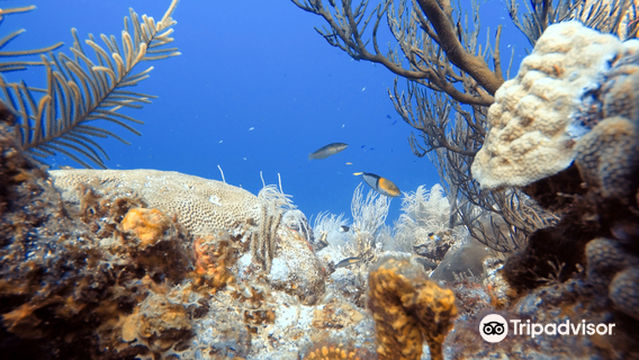 Central Dive Curacao