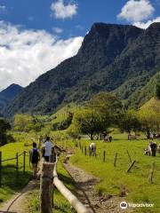 Valle del Cocora