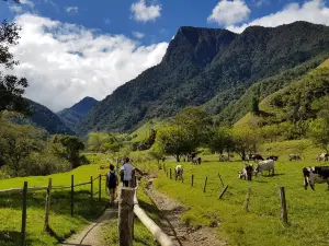 Valle del Cocora