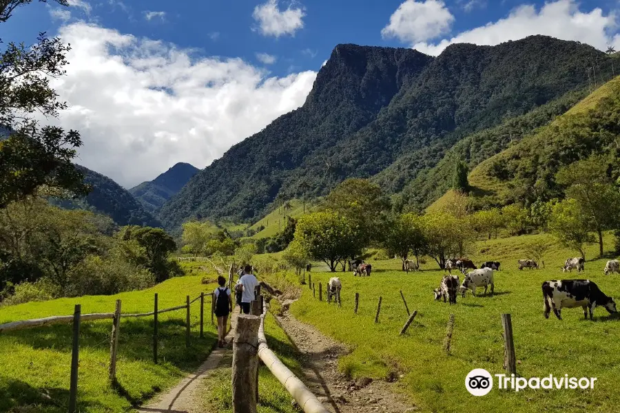 Valle del Cocora