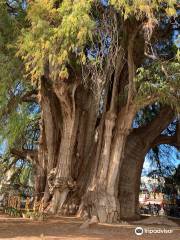 Árbol del Tule