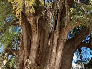 Árbol del Tule