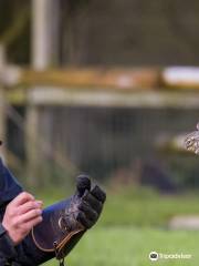 Gauntlet Birds of Prey – Eagle & Vulture Park, Knutsford