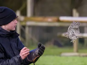 Gauntlet Birds of Prey – Eagle & Vulture Park, Knutsford