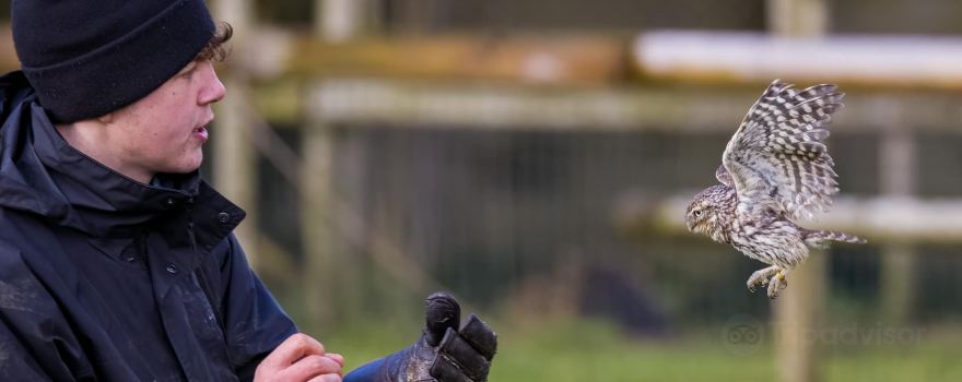 Gauntlet Birds of Prey – Eagle & Vulture Park, Knutsford