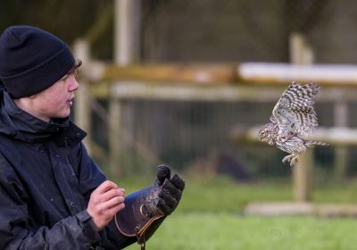 Gauntlet Birds of Prey – Eagle & Vulture Park, Knutsford