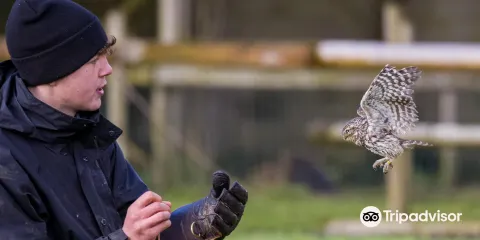 Gauntlet Birds of Prey