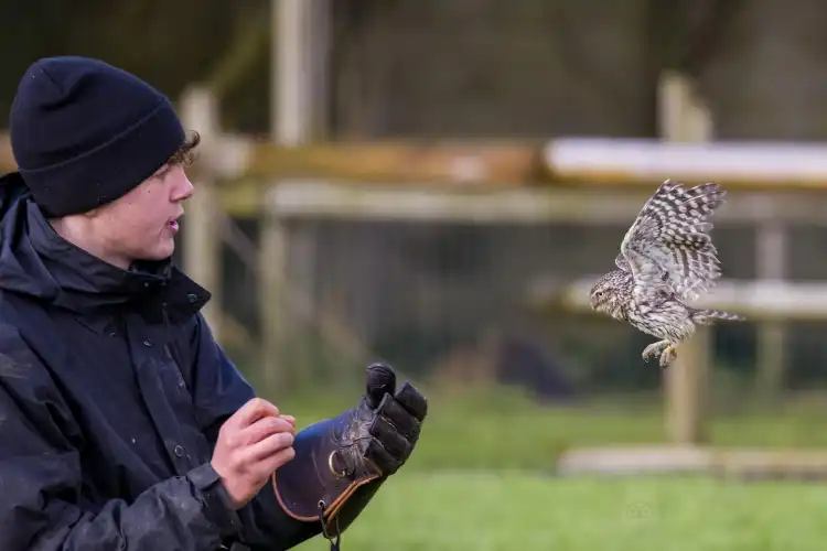 Hotels near Gauntlet Birds of Prey – Eagle & Vulture Park, Knutsford