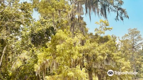 Jean Lafitte Swamp Tour