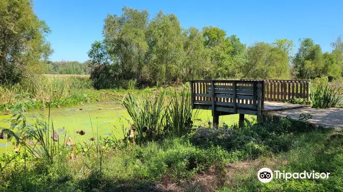 4_Brazos Bend State Park