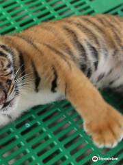 Tiger World Thailand