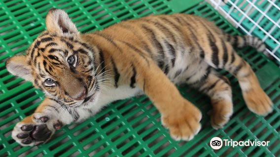 Tiger World Thailand