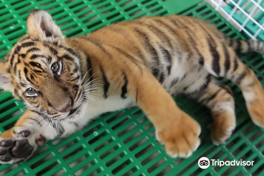Tiger World Thailand
