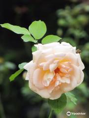 Yercaud Rose Garden