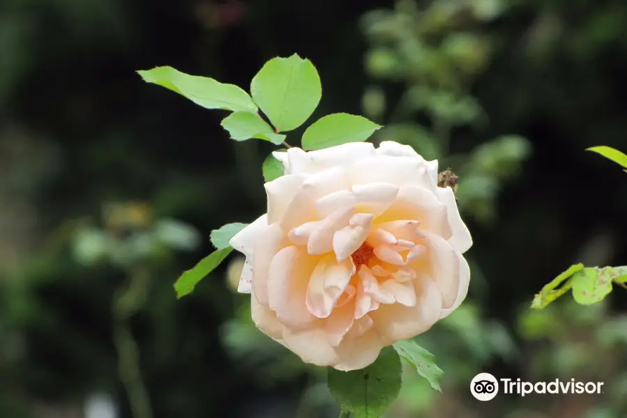 Yercaud Rose Garden