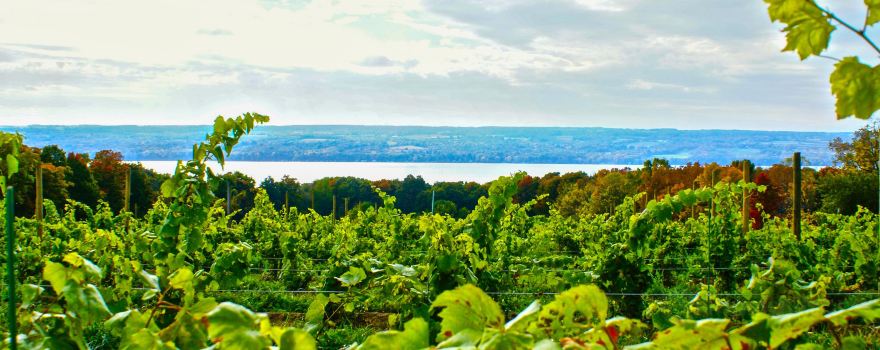 Treleaven Wines
