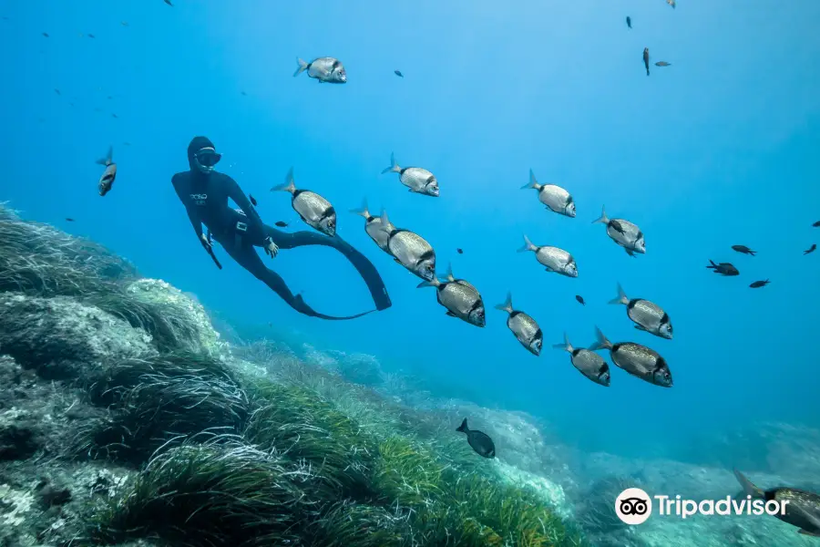 Blue Addiction Freediving