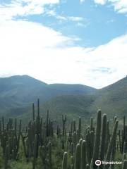 Tehuacan-Cuicatlan Biosphere Reserve
