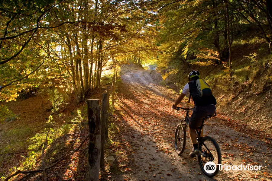 Singletrack School