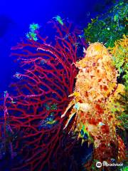 Alonissos - seacolours dive center