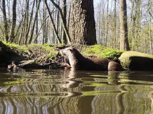 Otterzentrum Hankensbuttel