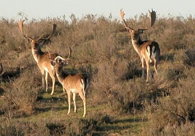 Donana Reservas y Visitas