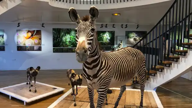 Hotels near Natural History Museum