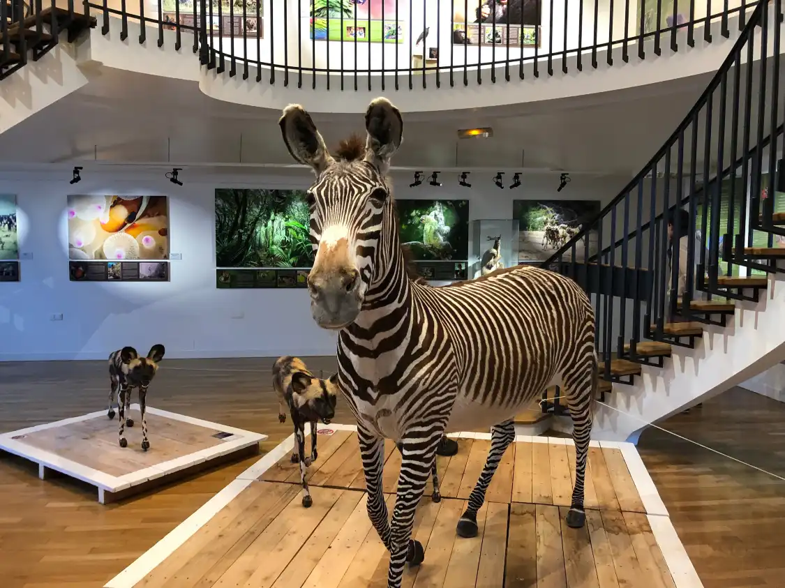 Hotels near Natural History Museum