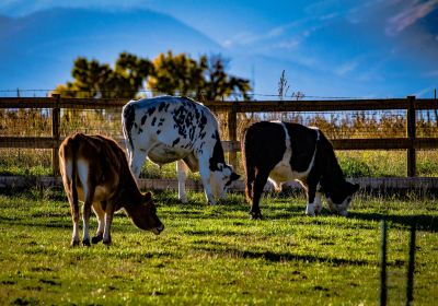 Weld County