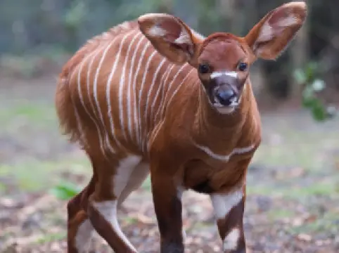 Popular Family-friendly Attractions in Dublin