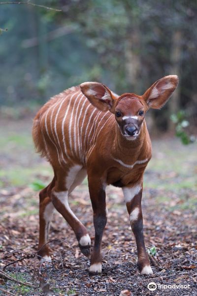 Dublin Zoo