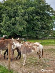 The Tamar Valley Donkey Park