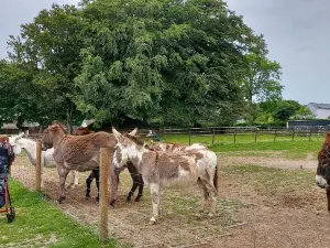 The Tamar Valley Donkey Park