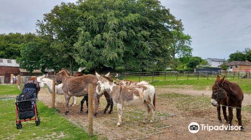 The Tamar Valley Donkey Park