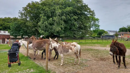 The Tamar Valley Donkey Park