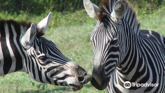 Нэчурал Бридж Зу