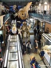 Musée d'Histoire Naturelle de Lille