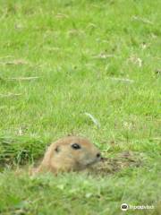 Coolwood Wildlife Park and Zoo