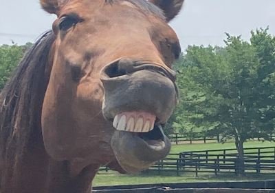 Old Friends at Dream Chase Farm