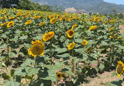 Finca Los Girasoles, Esquipulas