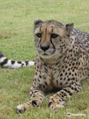 The Dell Cheetah Centre