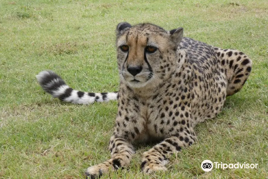 The Dell Cheetah Centre