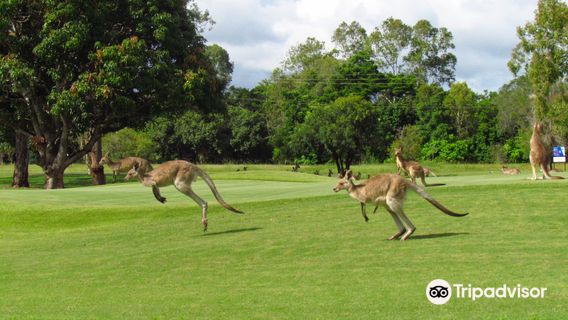 Mareeba