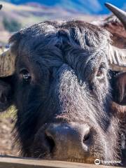 Hanmer Springs Animal Park